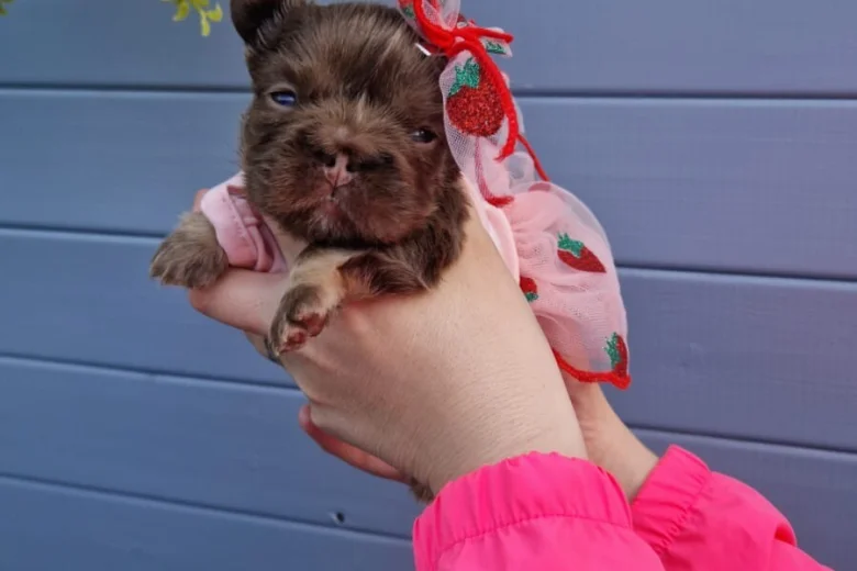 French Bulldog