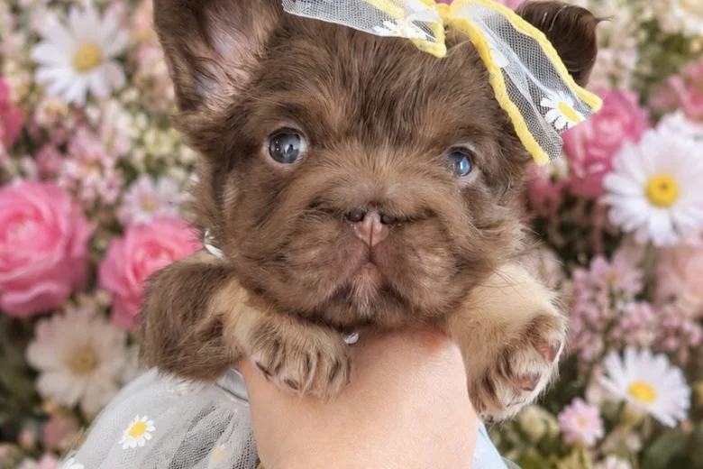 French Bulldog