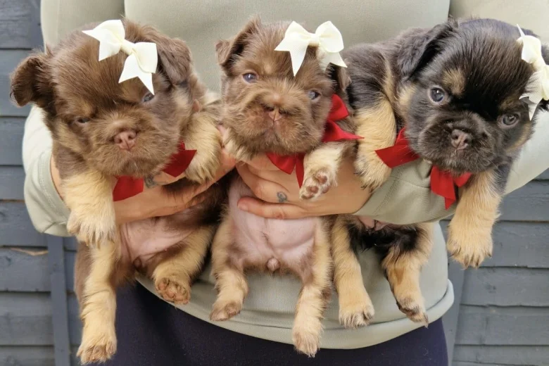 French Bulldog