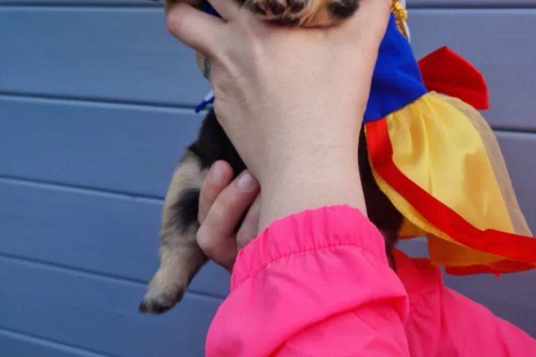 French Bulldog