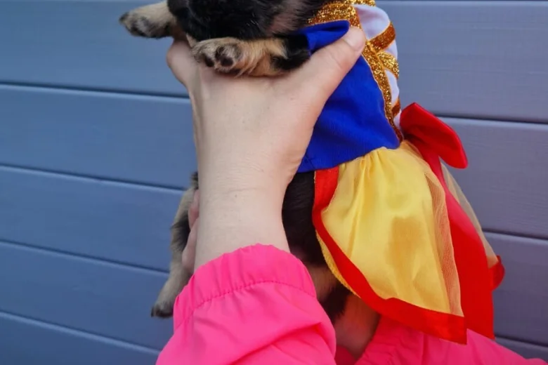 French Bulldog