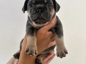 French Bulldog