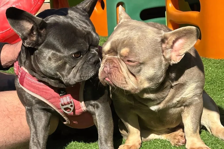 French Bulldog