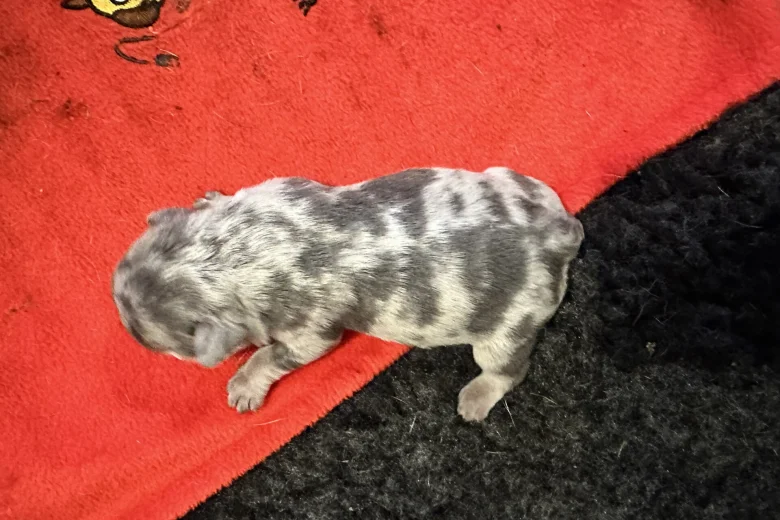 French Bulldog