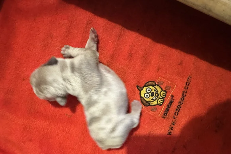 French Bulldog