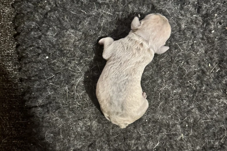 French Bulldog