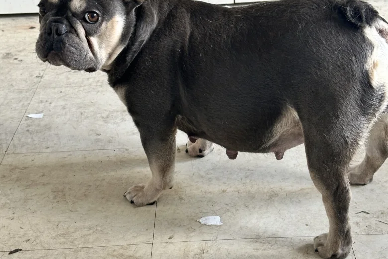 French Bulldog