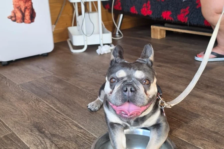 French Bulldog