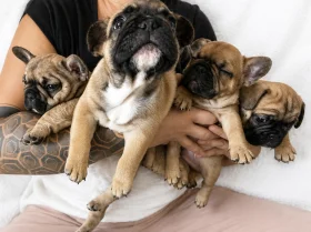 French Bulldog