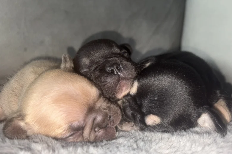 French Bulldog