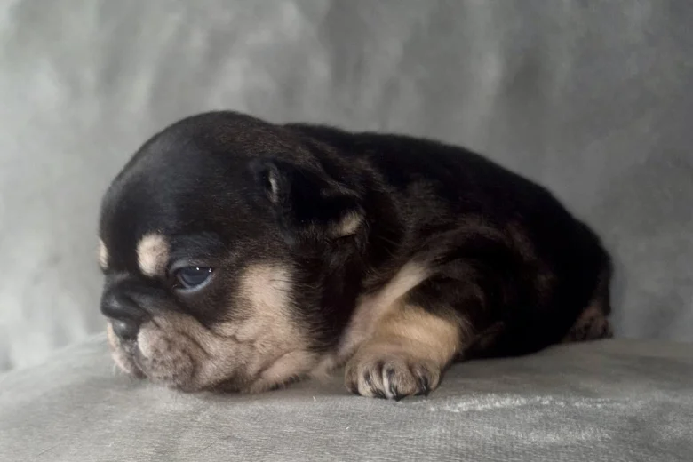 French Bulldog