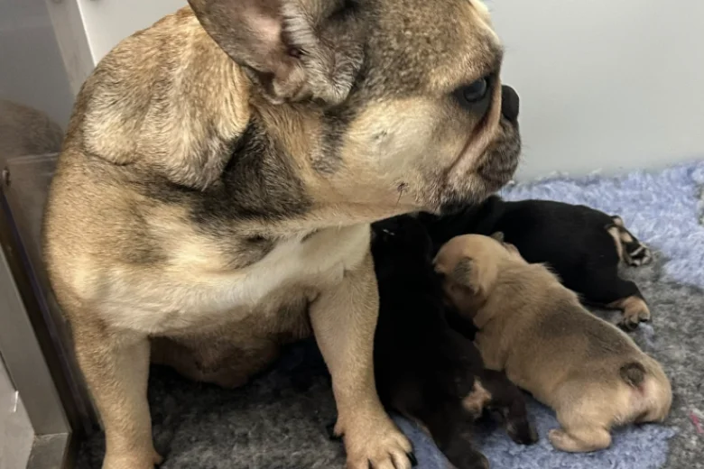French Bulldog