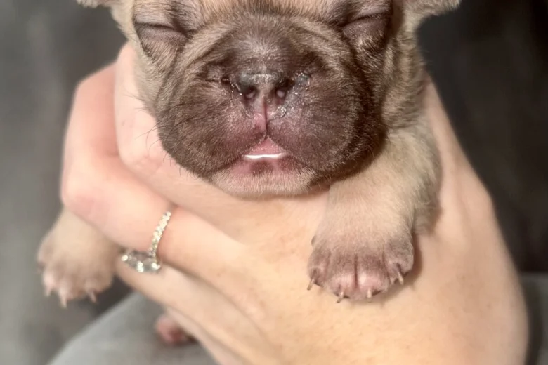 French Bulldog
