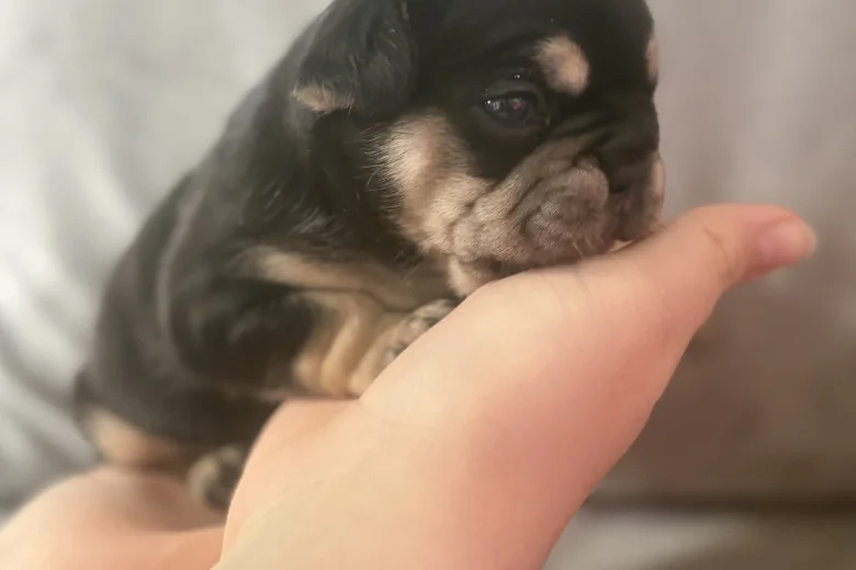 French Bulldog