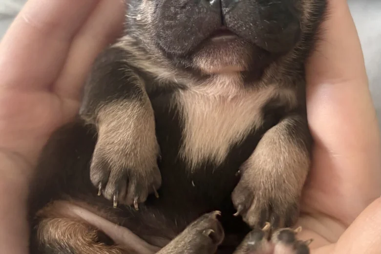 French Bulldog