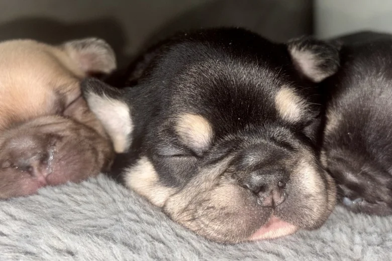 French Bulldog