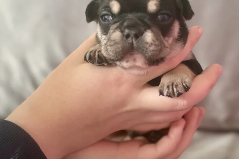 French Bulldog