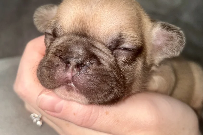 French Bulldog
