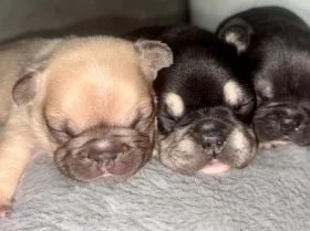 French Bulldog