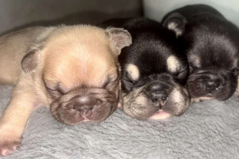 French Bulldog