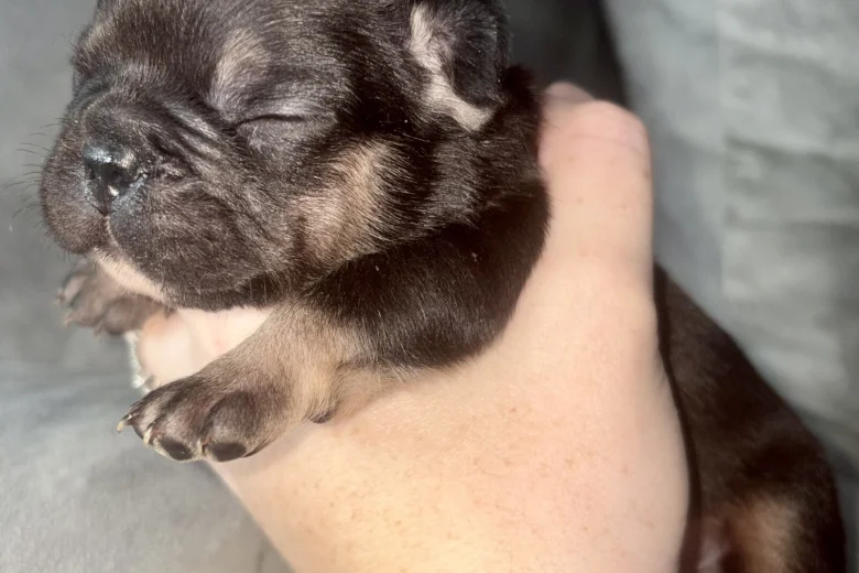 French Bulldog