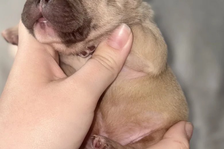 French Bulldog