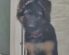 German Shepherd (Alsatian)