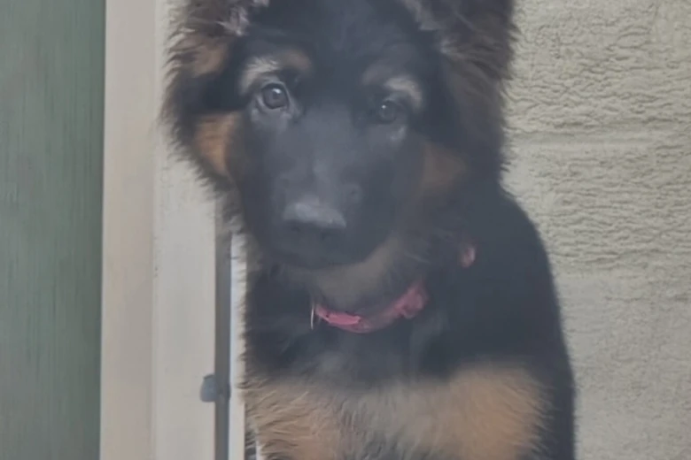 German Shepherd (Alsatian)