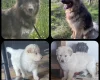 German Shepherd (Alsatian)