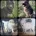German Shepherd (Alsatian)
