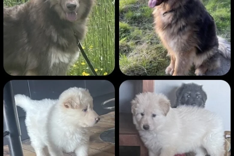 German Shepherd (Alsatian)
