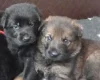 German Shepherd (Alsatian)