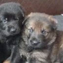 German Shepherd (Alsatian)