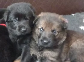 German Shepherd (Alsatian)