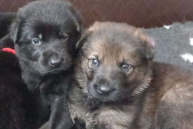 German Shepherd (Alsatian)