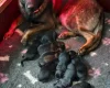 German Shepherd (Alsatian)