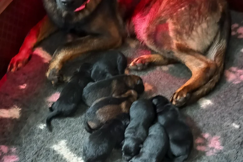 German Shepherd (Alsatian)
