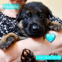 German Shepherd (Alsatian)