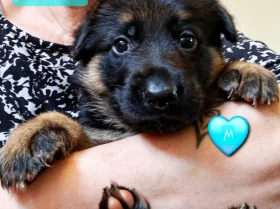 German Shepherd (Alsatian)