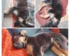 German Shepherd (Alsatian)