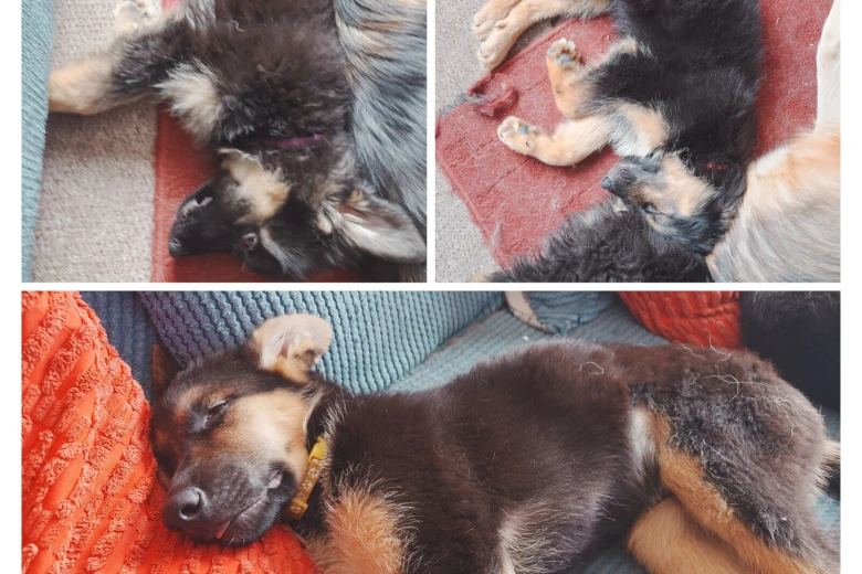 German Shepherd (Alsatian)