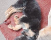 German Shepherd (Alsatian)