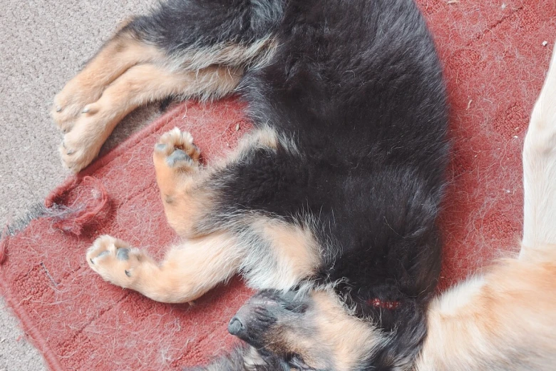 German Shepherd (Alsatian)