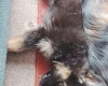 German Shepherd (Alsatian)