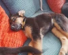 German Shepherd (Alsatian)