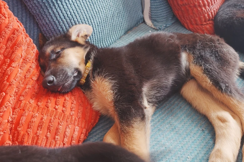 German Shepherd (Alsatian)