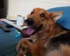 German Shepherd (Alsatian)