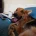 German Shepherd (Alsatian)