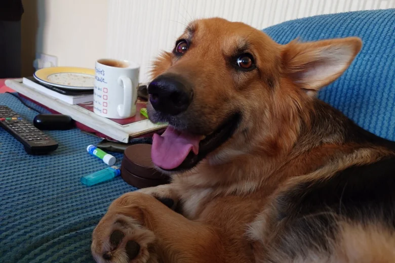 German Shepherd (Alsatian)