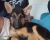 German Shepherd (Alsatian)